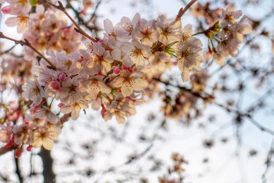 Heian House Kyoto Hotel Guest house